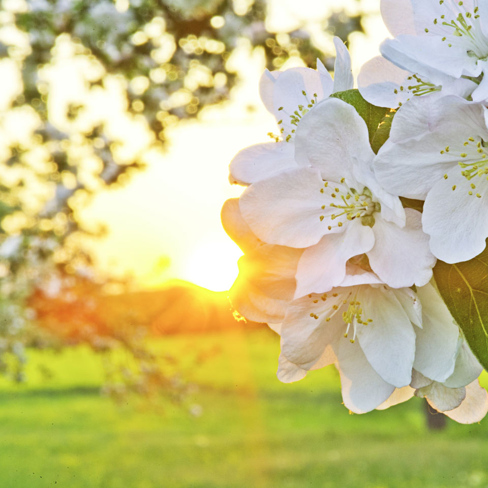 Fiera di Primavera